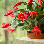 Light Orange Easter Cactus Live Plant 3 Inch Tall – Flowering Indoor Holiday Cactus with Soft Orange Blooms, Easy Care Easter Cactus Plants Live for Home, Office or Gift