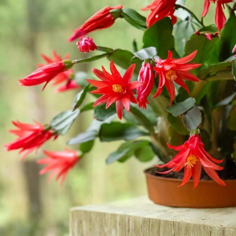 Light Orange Easter Cactus Live Plant 3 Inch Tall – Flowering Indoor Holiday Cactus with Soft Orange Blooms, Easy Care Easter Cactus Plants Live for Home, Office or Gift
