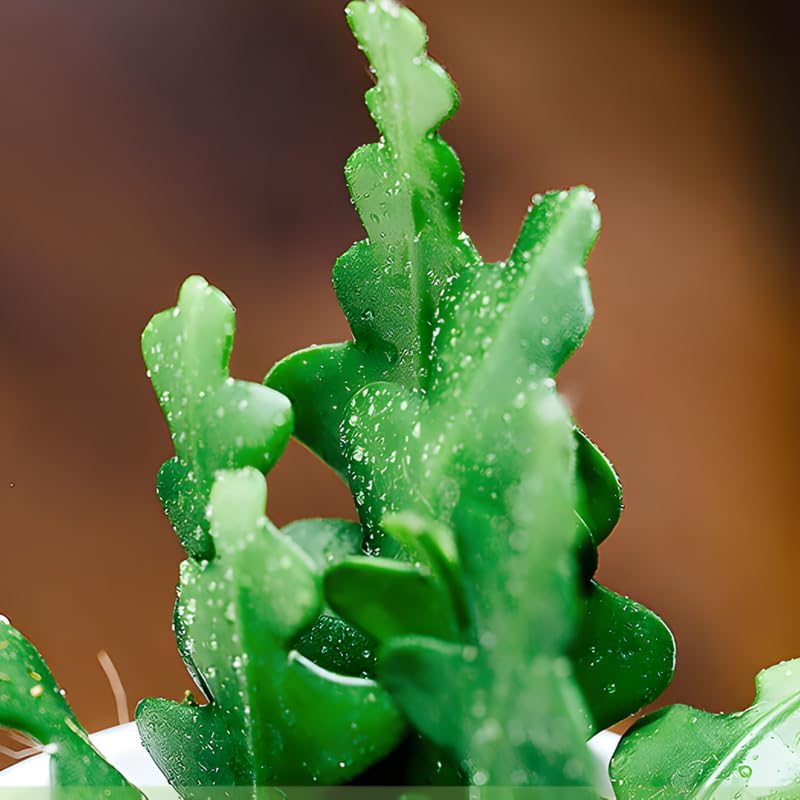 Fishbone Cactus (RIC Rac Cactus) Live Plant in 3" Pot | Unique Fish Bone Patterned Foliage | Easy-Care Indoor Tropical Houseplant | Great for Home Décor