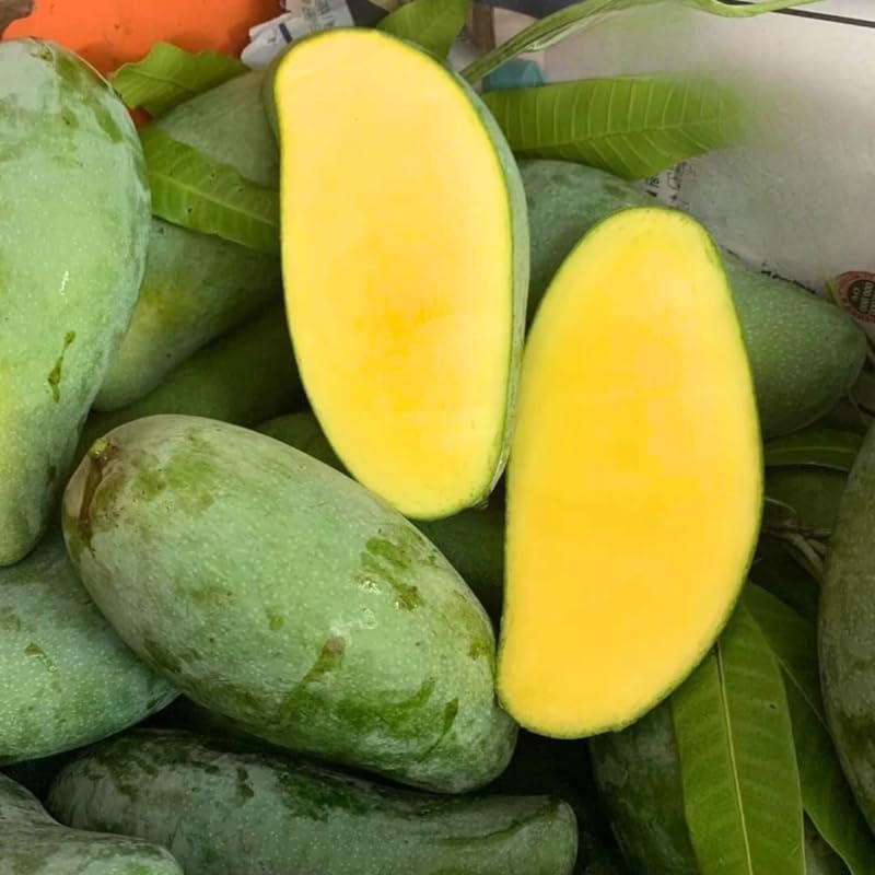 Mun Kun Si Tropical Mango Tree 2.5–3 Ft | Sweet Mango Fruit Tree for Patio, Backyard & Landscape Use | No Ship to CA, HI, AK