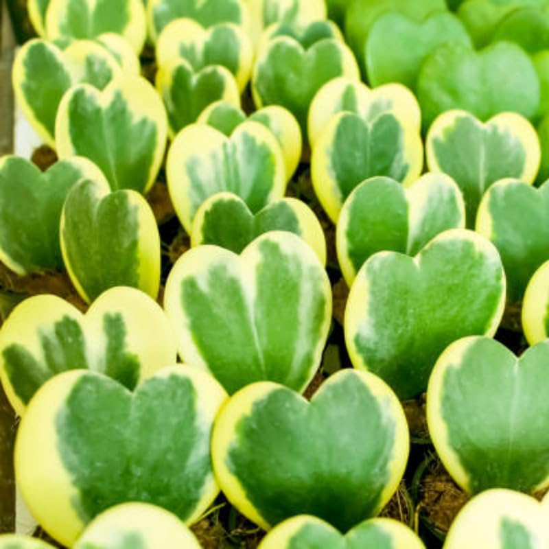 Variegated Hoya Kerrii Plant Live, 2" Pot, Easy Care Indoor Greenery, Two-Tone Heart Foliage for Home Decor and Small Spaces