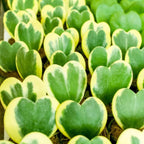 Variegated Hoya Kerrii Plant Live, 2" Pot, Easy Care Indoor Greenery, Two-Tone Heart Foliage for Home Decor and Small Spaces