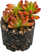 Sedum Rubrotinctum Aurora/Jelly Beans Succulents Plant Live, 2 Inch Pot, Unique Live Succulent, Low Maintenance, Easy Care, Beautiful Indoor Houseplant, Ideal for Home Décor & Gifts