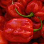 2 Habanero Pepper Plants Live, 2.5" Pot Live Pepper Plants, Fast Growing, Low Maintenance Chili Pepper for Backyard Kitchen Garden