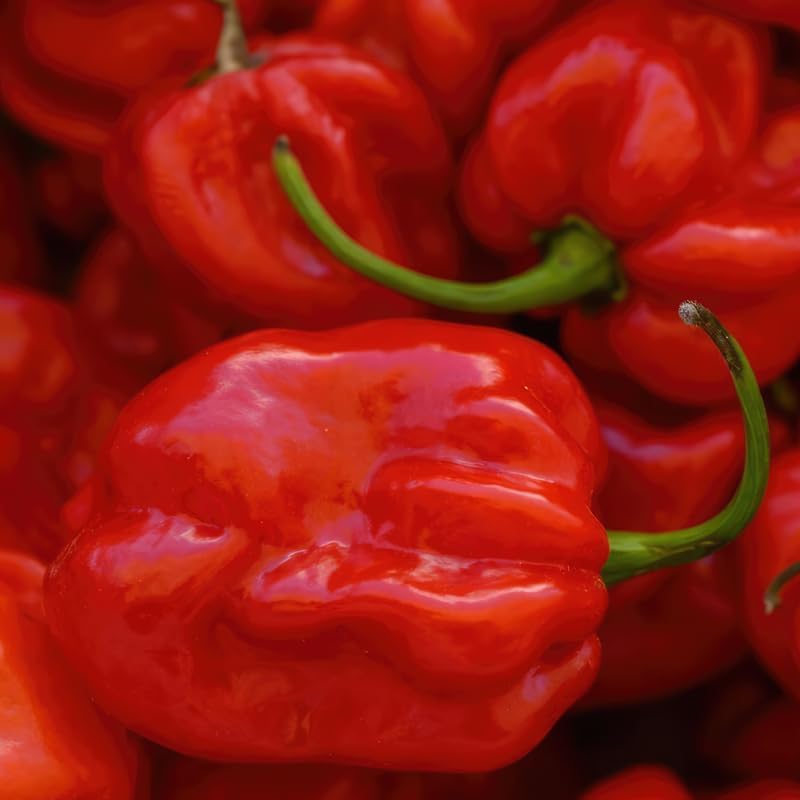 2 Habanero Pepper Plants Live, 2.5" Pot Live Pepper Plants, Fast Growing, Low Maintenance Chili Pepper for Backyard Kitchen Garden