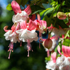 2 Fuchsia Plants Live, Gold and Red Foliage, 6-12 Inch Tall, Autumnale Variety, Trailing Flowering Plant, Ideal for Hanging Baskets