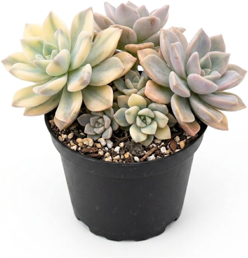 Variegated Ghost Plant Graptopetalum in 4" Pot, High-Vigor Low Maintenance Succulent - Pet-Friendly, Sturdy Growth for Shelves