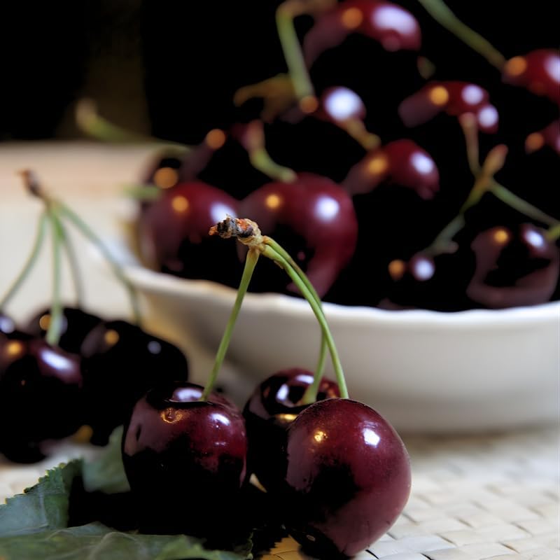 2 Black Cherry Trees Live Plants 2–3 Ft Tall | Sweet Cherry Fruit Tree for Home Garden, Yard Growing & Outdoor Landscape