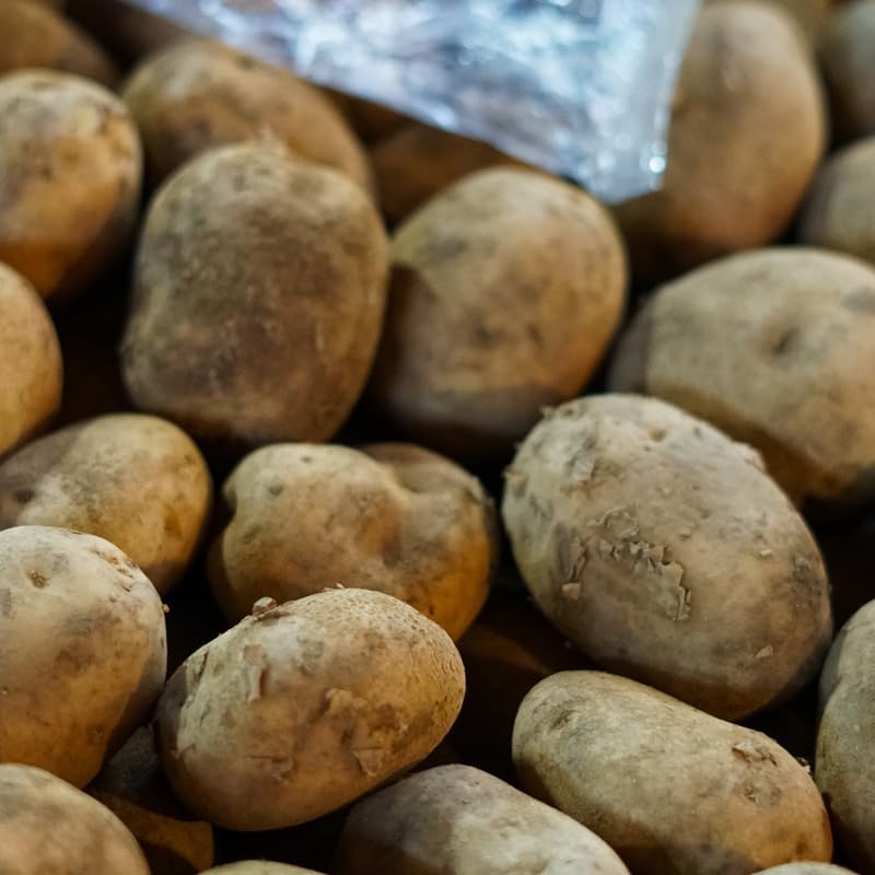 4 Lbs Russet Potato Seeds for Planting Outdoors, Heirloom Seed Potatoes, Non GMO Vegetable Seeds