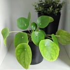 Pilea Peperomioides Live House Plant in 4'' Inch Pot | Chinese Money Plant Live for Planting| Compact Indoor Plant for Modern Home & Office Settings | Real Plants for Easy Indoor Gardening