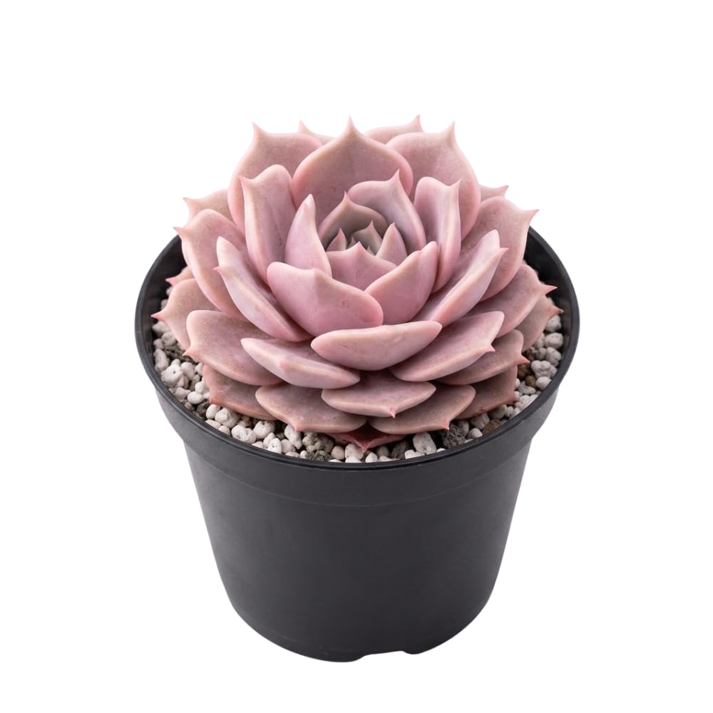 Live Succulent Echeveria Chroma, 2 Inch Pot Rare Succulent Plant Live, Easy Care, Beautiful Vibrant Color for Indoor Décor, Desk & Small Spaces