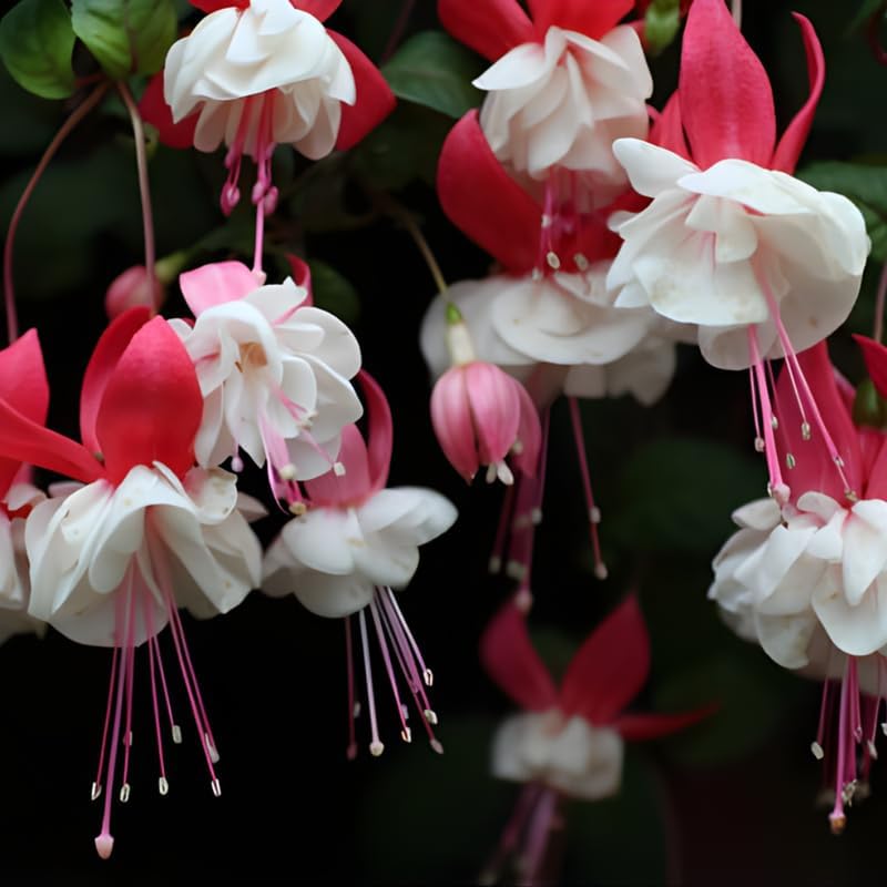 Fuchsia Plants Live, Gold and Red Foliage, 6-12 Inch Tall, Autumnale Variety, Fast Growing Deciduous Flowering Shrub, Well-Rooted Plant