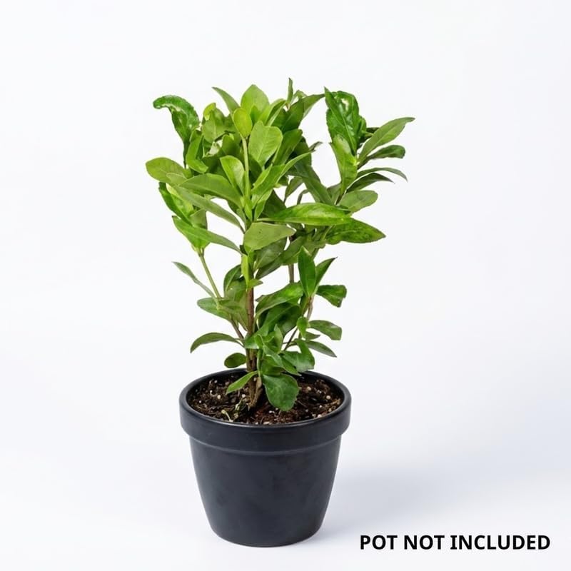 2 Live Cherry Laurel Plants | 1-2 Feet Tall Bare Root Seedlings | Prunus Laurocerasus Native Evergreen Trees | Fast-Growing Shrub