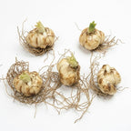 Oriental Lily Bulbs, Lily Bulbs for Spring Planting, 5 Pack Premium 12/14 Size, Easy to Grow Summer Flowering Bulbs for Potted Décor