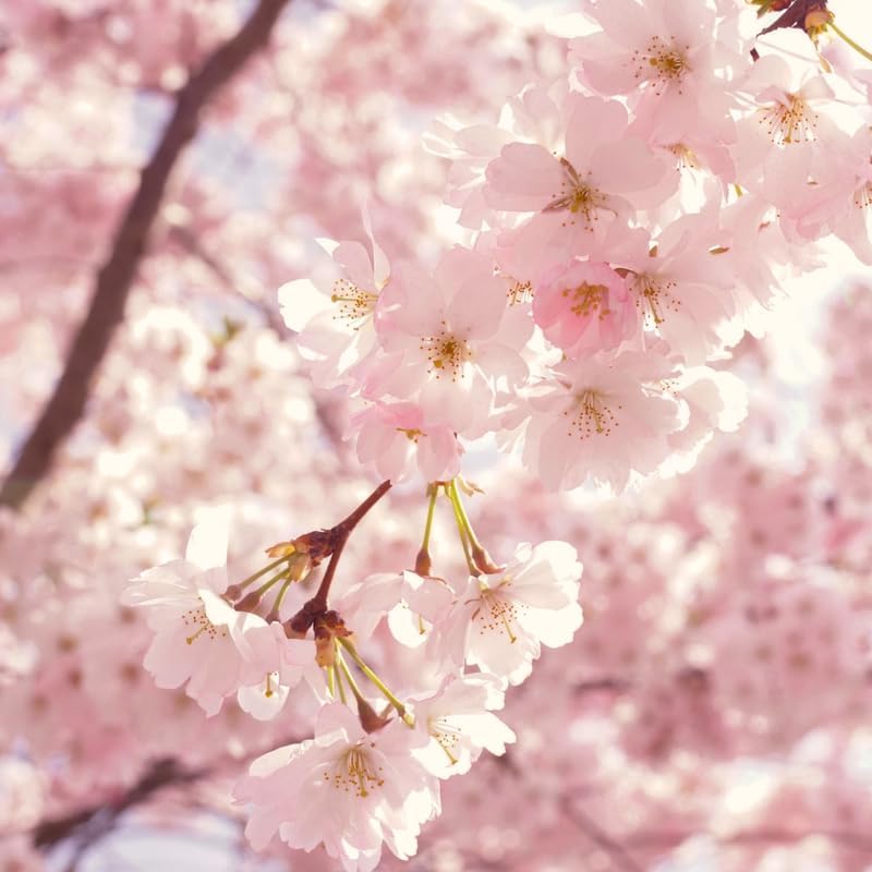 2 Yoshino Cherry Blossom Trees, 6-12 Inch Tall, Easy Care, Hardy Ornamental Flowering Cherry Tree, Ideal for Yard, Garden & Landscape