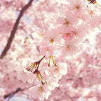 2 Yoshino Cherry Blossom Trees, 6-12 Inch Tall, Easy Care, Hardy Ornamental Flowering Cherry Tree, Ideal for Yard, Garden & Landscape