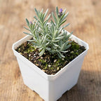 3 English Lavender Flower Plant, 3" Potted Plant, Easy Care Herb Garden Starter, Aromatic Purple Blossom Plant for Home and Office