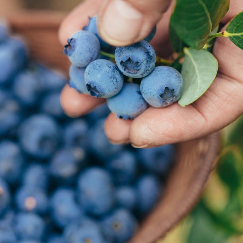 Small Huckleberry Plant Live for Planting in Pot, Easy Care, Native Berry Bush with Sweet Edible Fruit, Suitable for Outdoor Garden & Borders