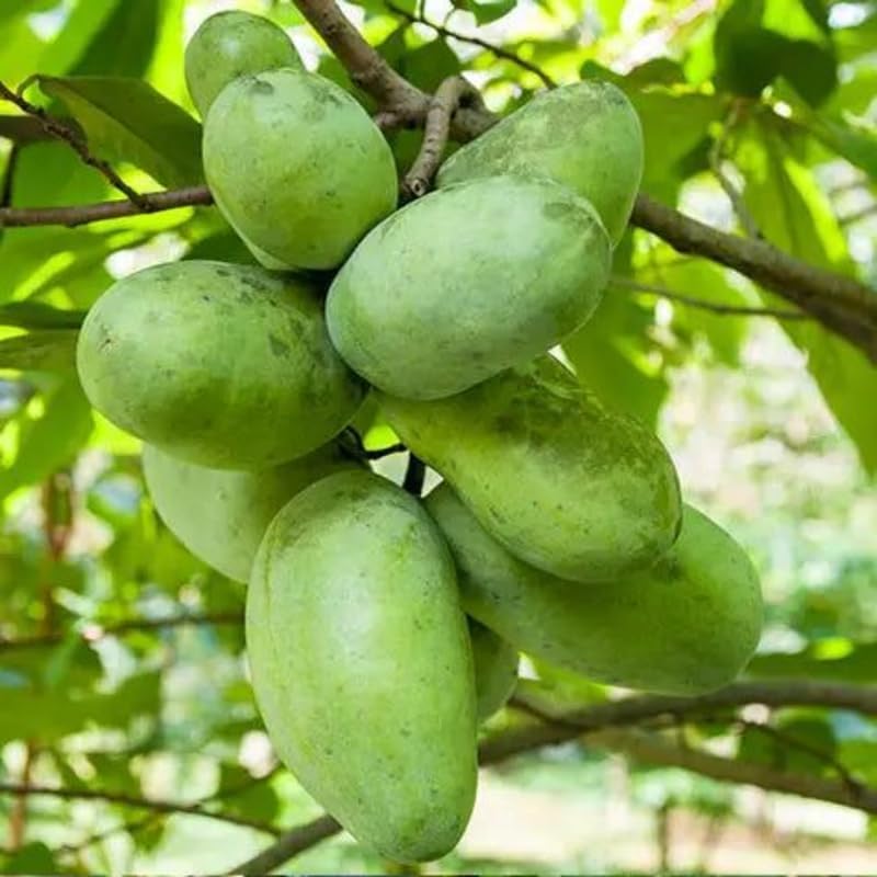 2 Pawpaw Tree Live Plant for Planting, 7 to 10 Inch Tall, Grown from Seed | Pawpaw Live Plants | Spring Growth