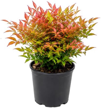 Gulf Stream Nandina Live Plant in 4" Pot, 4-8" Tall Nandina Plant, Easy Care, Seasonal Color-Changing Evergreen Compact Foliage Bush for Outdoor Landscaping