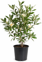(No Ship to CA,HI,AK) Sweetbay Magnolia Tree Live Plant, 3 Feet Tall in 3 Gallon Pot, Vigorous Cold-Hardy Flowering Plant, Sturdy Low Maintenance Shade Tree with Fragrant White Blooms