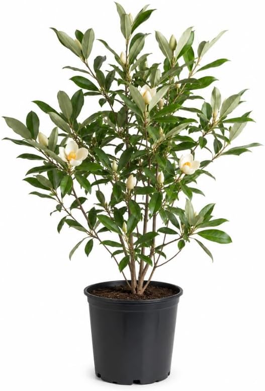 (No Ship to CA,HI,AK) Sweetbay Magnolia Tree Live Plant, 3 Feet Tall in 3 Gallon Pot, Vigorous Cold-Hardy Flowering Plant, Sturdy Low Maintenance Shade Tree with Fragrant White Blooms