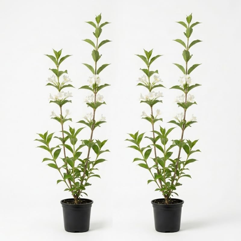 2 White Weigela Shrub, 4 Inch Pot, Live Shrub with Dark Green Foliage for Outdoor Décor, Low Maintenance Plant for Home Gardens