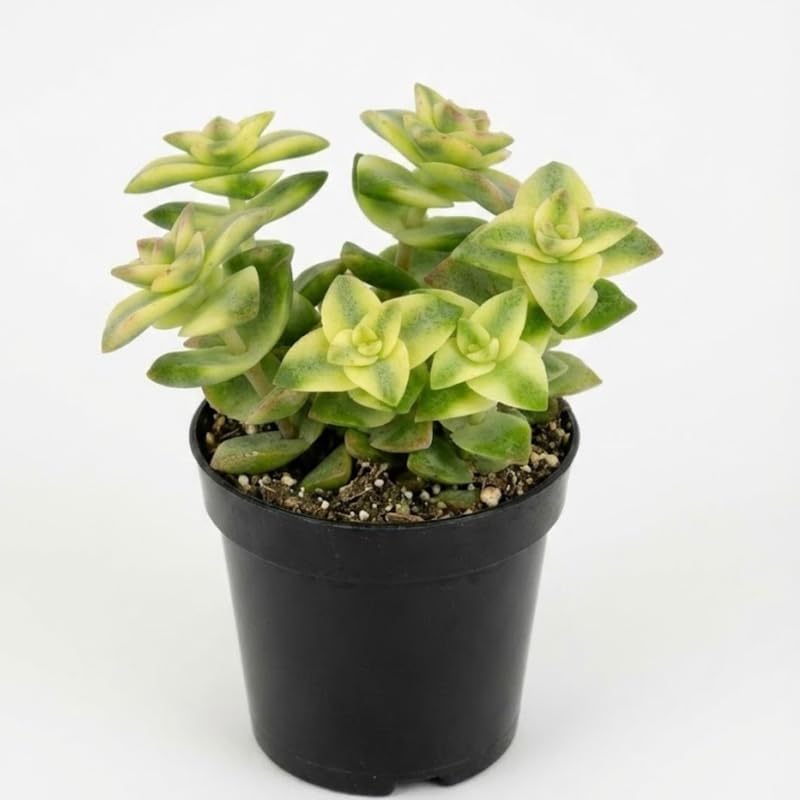 Variegated String of Buttons Plant Live | Crassula Perforata Succulent | Live Trailing Succulent in 4 Inch Pot | Rooted Indoor Houseplant for Home or Office Displays