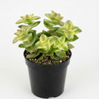 Variegated String of Buttons Plant Live | Crassula Perforata Succulent | Live Trailing Succulent in 4 Inch Pot | Rooted Indoor Houseplant for Home or Office Displays