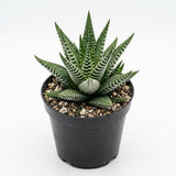 Haworthia Succulent Plant, Zebra Cactus Succulent, 2" Pot, Easy Care Indoor Greenery, Unique Striped Foliage for Home and Office Décor