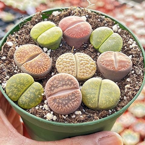 Pack of 20 Live Small Exotic Lithops Live Plants | Perfect for Lithops Starter, Great Terrarium Addition | Bare Root Without Soil or Pot, Easy to Grow and Ideal for Indoor/Outdoor Display