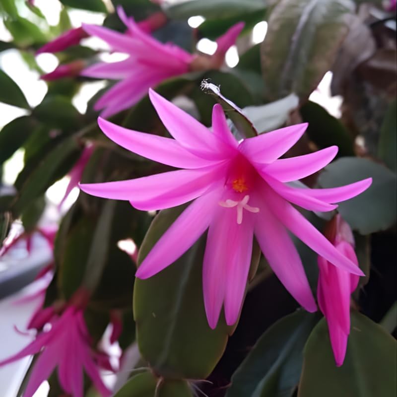 Light Pink Easter Cactus Live Plant 3 Inch Tall – Flowering Indoor Holiday Cactus with Soft Pink Blooms, Easy Care Easter Cactus Plants Live for Home, Office or Gift