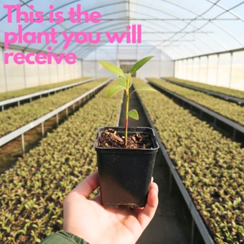 Baby Blue Eucalyptus Plant Live in 2.5 Inch Pot | Real Eucalyptus Plant for Planting Outdoors or Indoors | Fresh Aromatic Foliage | Easy-Growing Eucalyptus for Garden, Patio & Home Décor