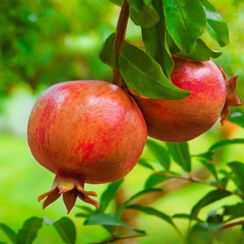 Salavatski Pomegranate Tree Live Plant in 4 Inch Pot | Vibrant Live Pomegranate Plant for Planting in Pots or Ground | Easy-Grow Fruit Tree for Gardeners, Yards & Home Orchards