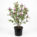 (No Ship to CA,HI,AK) Jane Magnolia Plant in 3 Gallon Pot, 3 Ft Tall, Live Flowering Deciduous Tree for Ornamental Landscaping, Cold-Hardy Shrub for Tulip-Shaped Spring Blooms