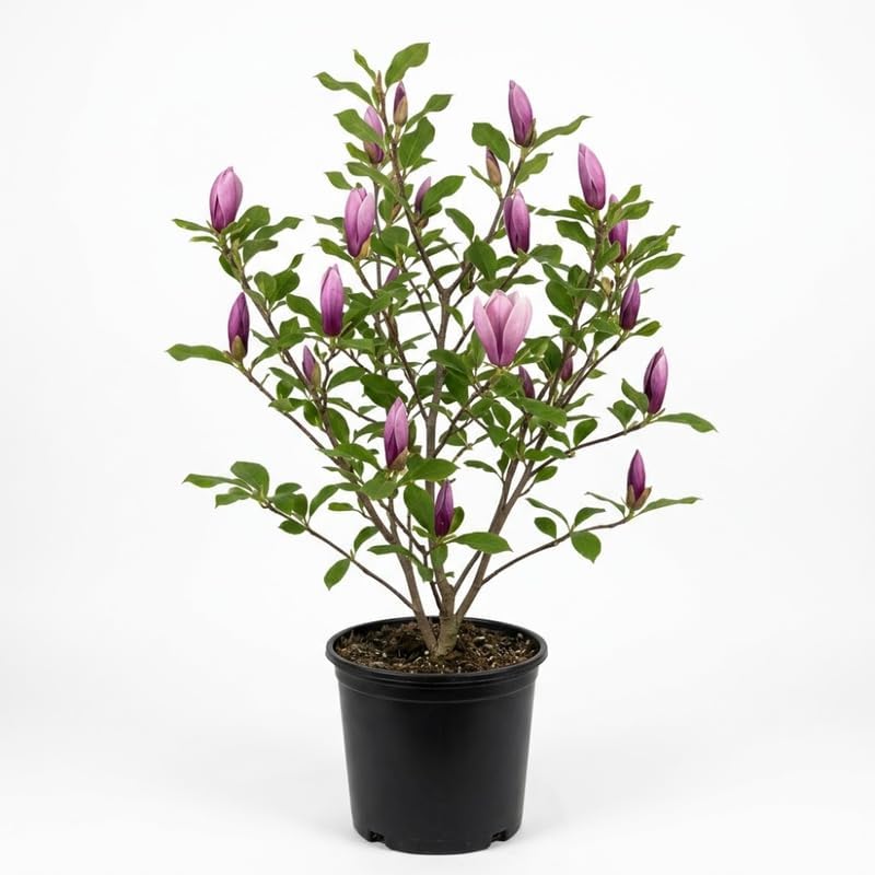 (No Ship to CA,HI,AK) Jane Magnolia Plant in 3 Gallon Pot, 3 Ft Tall, Live Flowering Deciduous Tree for Ornamental Landscaping, Cold-Hardy Shrub for Tulip-Shaped Spring Blooms