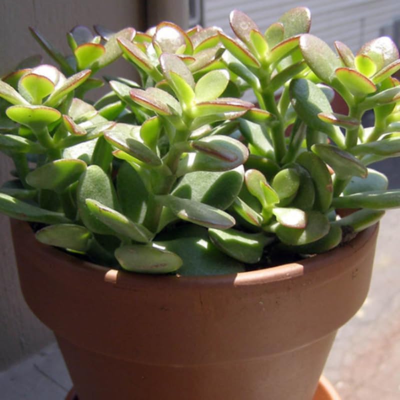 Jade Plant Live Variegated in 4" Inch Pot | Crassula Ovata Tri-Color Succulent | Low-Maintenance Houseplant for Small Spaces
