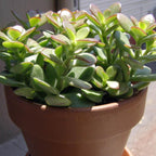 Jade Plant Live Variegated in 4" Inch Pot | Crassula Ovata Tri-Color Succulent | Low-Maintenance Houseplant for Small Spaces