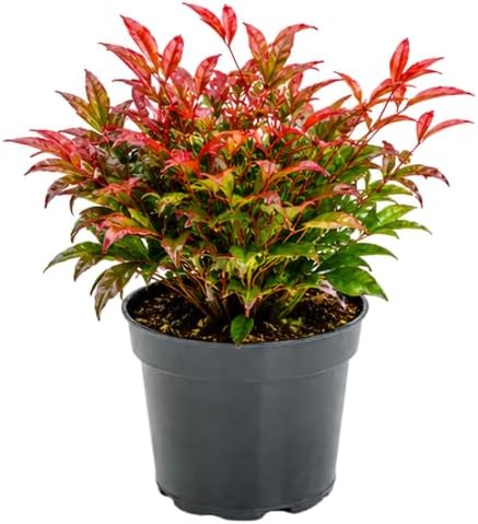 Firepower Nandina Live Plants, 4-8" Tall in 4" Pot, Low Maintenance Nandina Bush, Compact Evergreen Shrub with Red Seasonal Foliage, for Borders & Containers