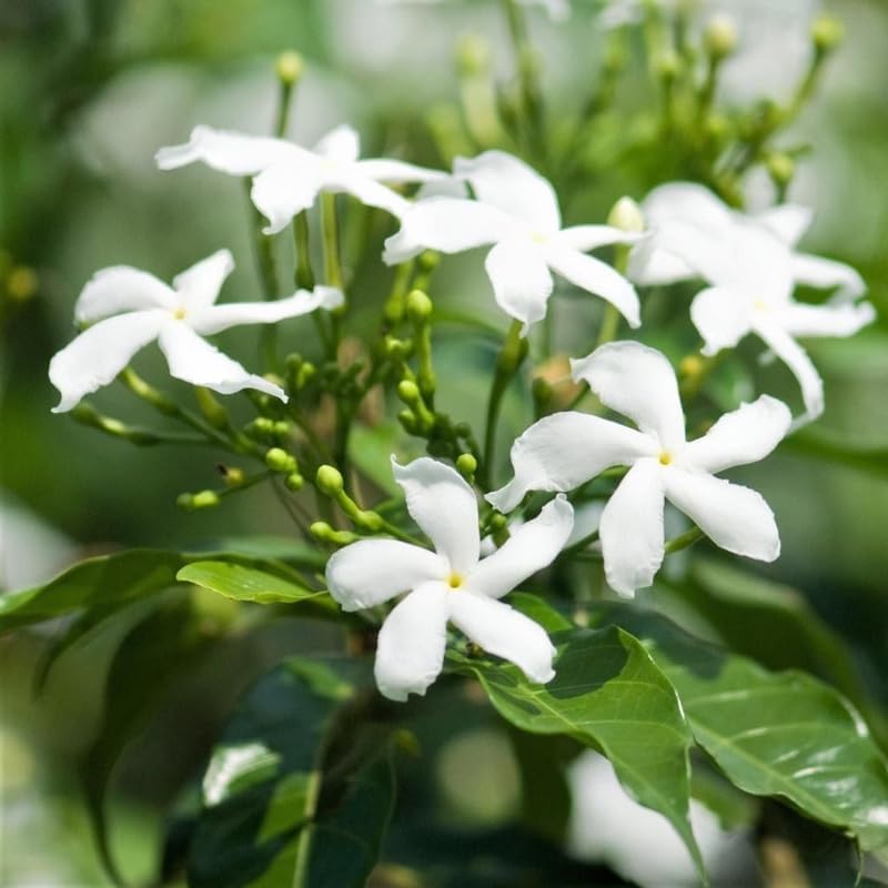 Confederate Star Jasmine Plant Live in 4 Inch Pot | Fast-Growing Fragrant Jasmin Plant for Indoor | Easy Care Flowering Plant for Home, Patio & Trellis