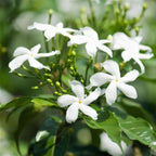 Confederate Star Jasmine Plant Live in 4 Inch Pot | Fast-Growing Fragrant Jasmin Plant for Indoor | Easy Care Flowering Plant for Home, Patio & Trellis