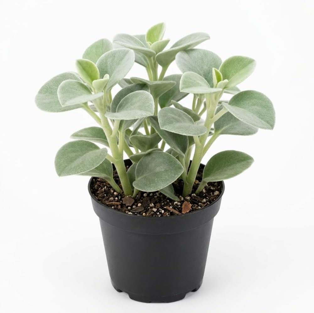 Peperomia Incana Plant, 4" Pot, High-Vigor Low Maintenance Houseplant for Desks, Pet-Friendly Soft Grey-Green Foliage