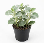 Peperomia Incana Plant, 4" Pot, High-Vigor Low Maintenance Houseplant for Desks, Pet-Friendly Soft Grey-Green Foliage