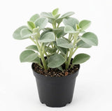 Peperomia Incana Plant, 4" Pot, High-Vigor Low Maintenance Houseplant for Desks, Pet-Friendly Soft Grey-Green Foliage
