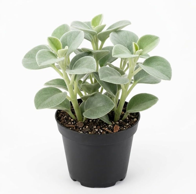 Peperomia Incana Plant, 4" Pot, High-Vigor Low Maintenance Houseplant for Desks, Pet-Friendly Soft Grey-Green Foliage