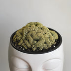 Golden Brain Cactus Trees in 2.5-6" Inch Pots for Planting | Rare & Unique Live Cactus Plants | Suitable for Indoor & Office Displays