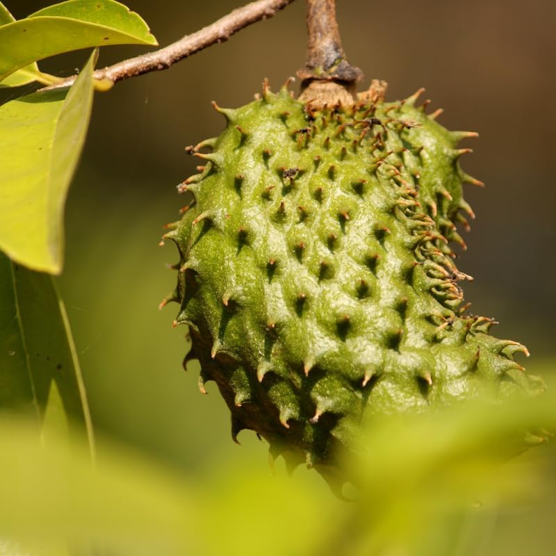 No Ship to CA, HI, AK, Soursop Tree Live Plant, Well-Rooted 24-30" Potted Annona Muricata, Tropical Evergreen Fruit Tree for Home Orchards