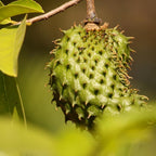 No Ship to CA, HI, AK, Soursop Tree Live Plant, Well-Rooted 24-30" Potted Annona Muricata, Tropical Evergreen Fruit Tree for Home Orchards