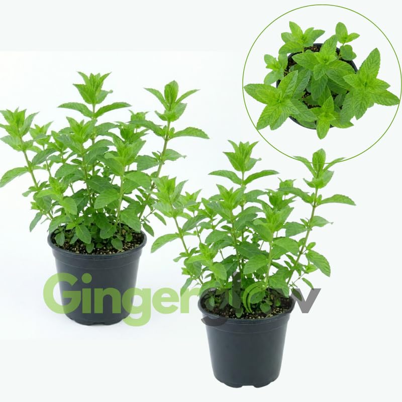2 Spearmint Plant, 3" Pot, Fresh Herb Plants Live, Mint Plants for Inside Windowsills or Outdoor Garden Beds