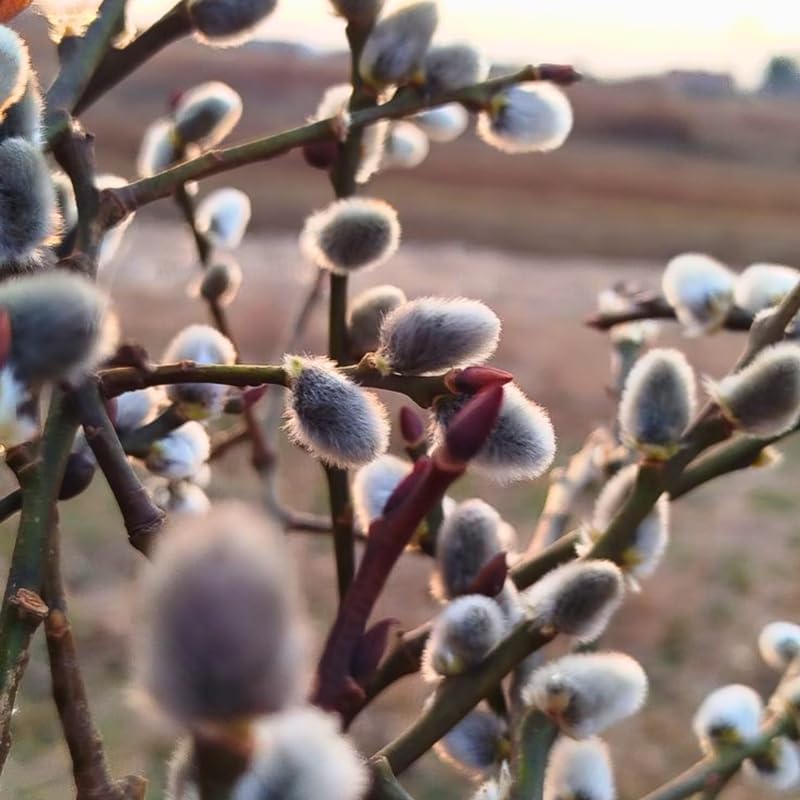 5 French Pussy Willow Live Tree, 12-24 Inch Tall Pussy Willow Plant, Outdoor Tree for Garden Planting, Great for Yard Landscaping and Decorative Branches